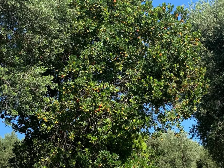 Immagine 11 di Terreno in vendita  in LOC.TA CROVAGNANO a Moricone