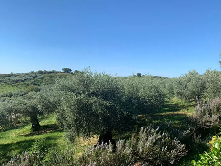 Immagine 13 di Terreno in vendita  in LOC.TA CROVAGNANO a Moricone