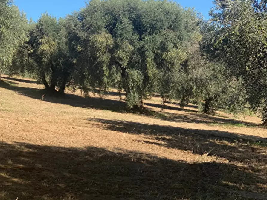 Immagine 15 di Terreno in vendita  in LOC.TA CROVAGNANO a Moricone