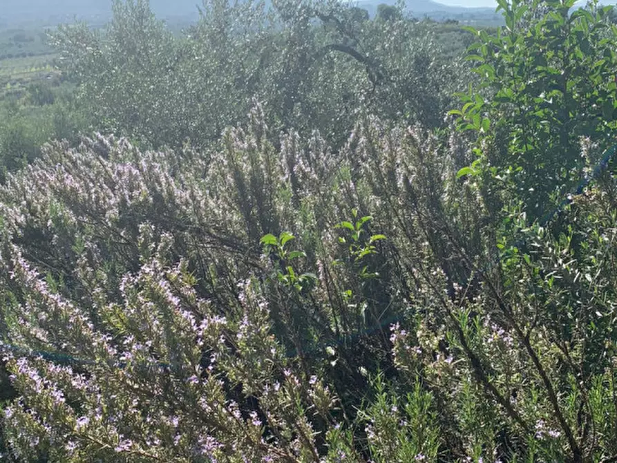 Immagine 16 di Terreno in vendita  in LOC.TA CROVAGNANO a Moricone