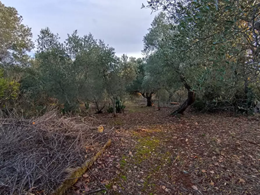 Immagine 49 di Villa in vendita  in COAM a Ceglie Messapico