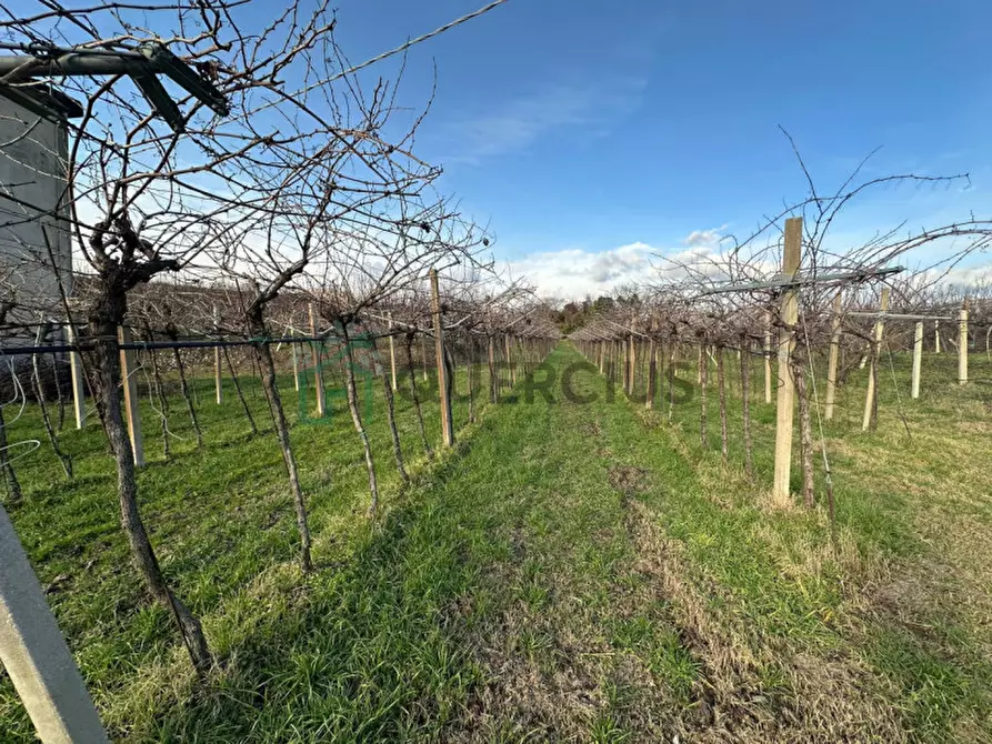 Immagine 12 di Terreno in vendita  in LOCALITA' CA` GINI a Colognola Ai Colli
