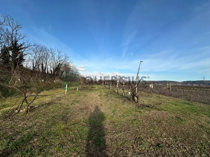 Immagine 31 di Terreno in vendita  in LOCALITA' CA` GINI a Colognola Ai Colli