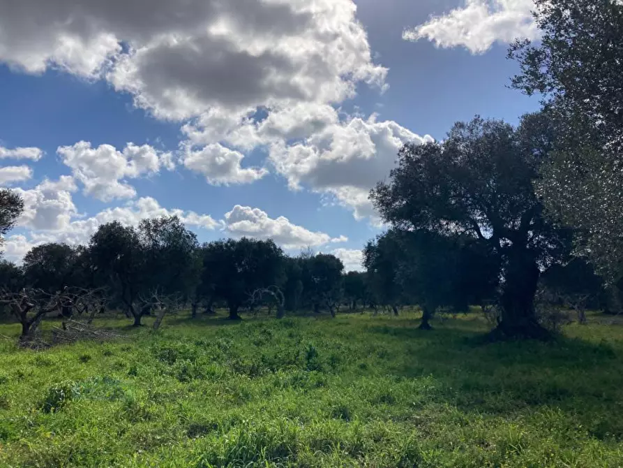 Immagine 13 di Rustico / casale in vendita  in Contrada Montecalvo a Ceglie Messapico