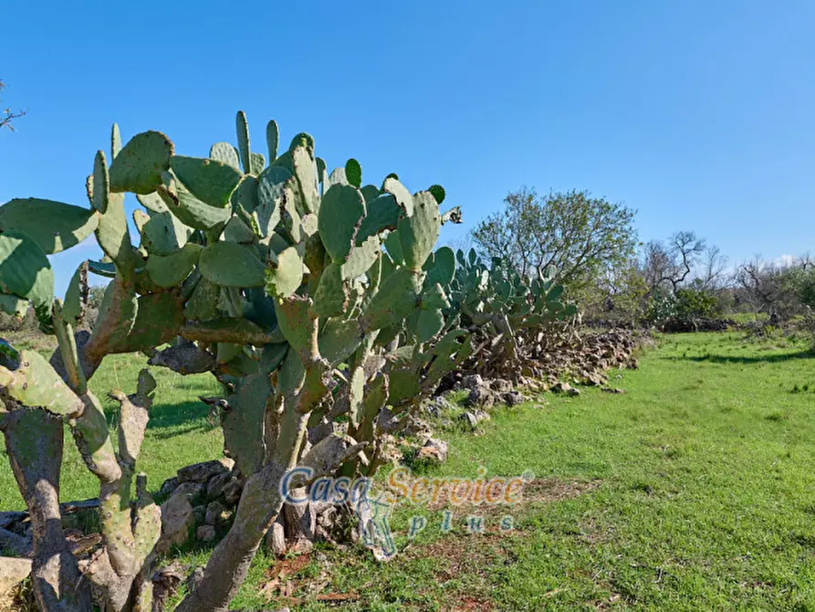 Immagine 4 di Terreno in vendita  in Contrada Stallone a Matino