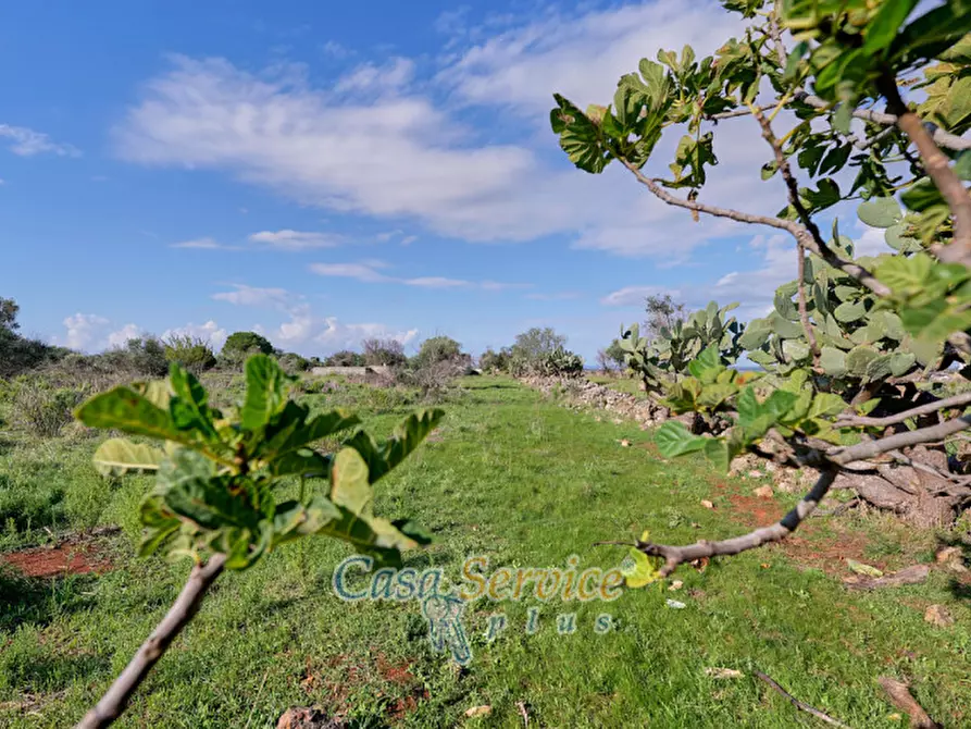 Immagine 7 di Terreno in vendita  in Contrada Stallone a Matino