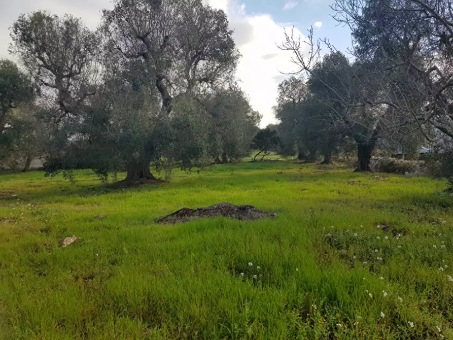 Immagine 5 di Rustico / casale in vendita  in C.da Difesola a Ceglie Messapico
