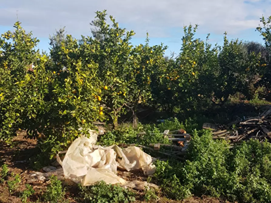 Immagine 11 di Rustico / casale in vendita  in C.da San Giacomo a San Vito Dei Normanni