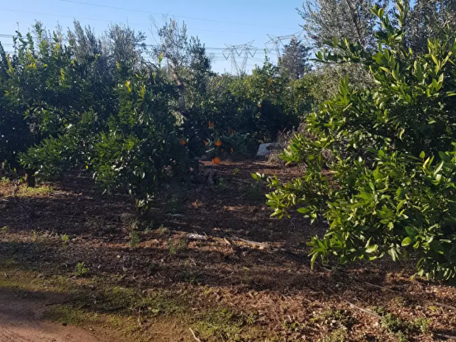 Immagine 12 di Rustico / casale in vendita  in C.da San Giacomo a San Vito Dei Normanni