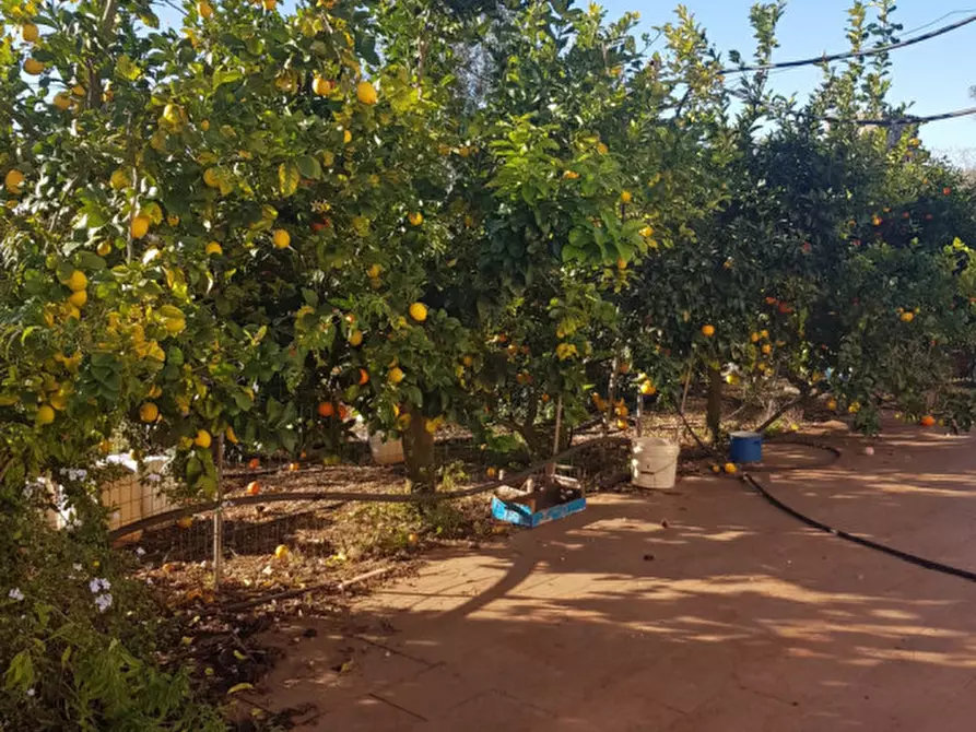 Immagine 15 di Rustico / casale in vendita  in C.da San Giacomo a San Vito Dei Normanni