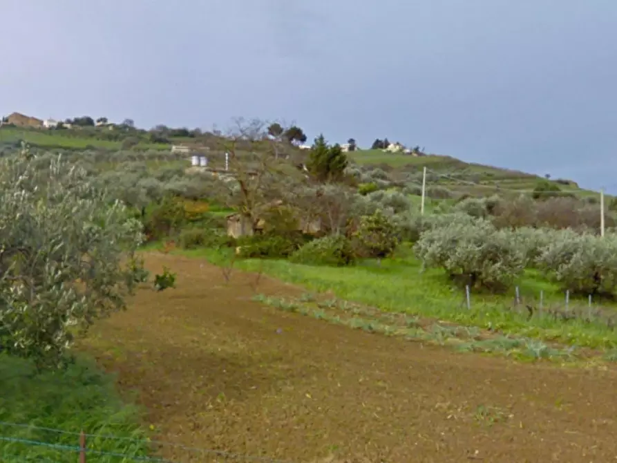 Immagine 3 di Terreno in vendita  in C.da Bonadore, N. snc a Santa Ninfa