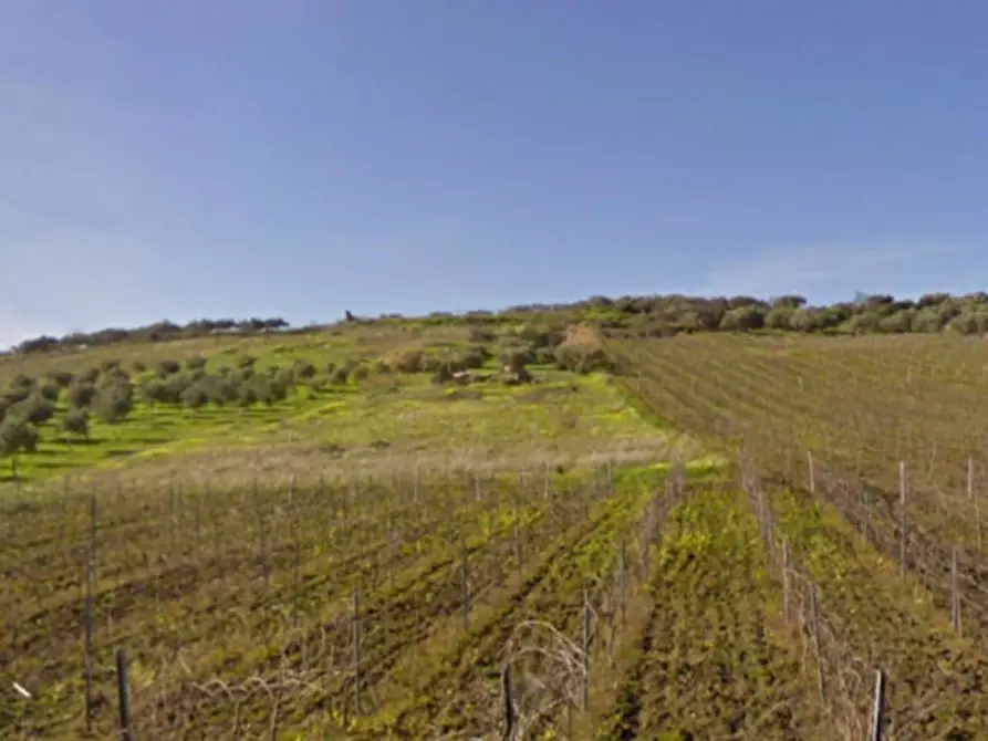 Immagine 3 di Terreno in vendita  in Contrada Planeta, N. snc a Partanna