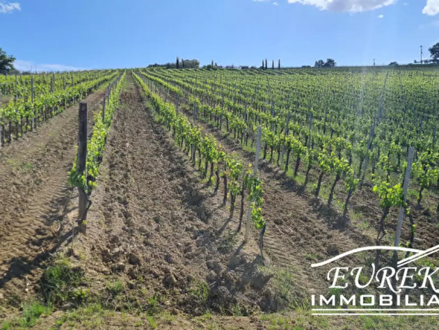 Immagine 13 di Terreno in vendita  in montepulciano a Montepulciano