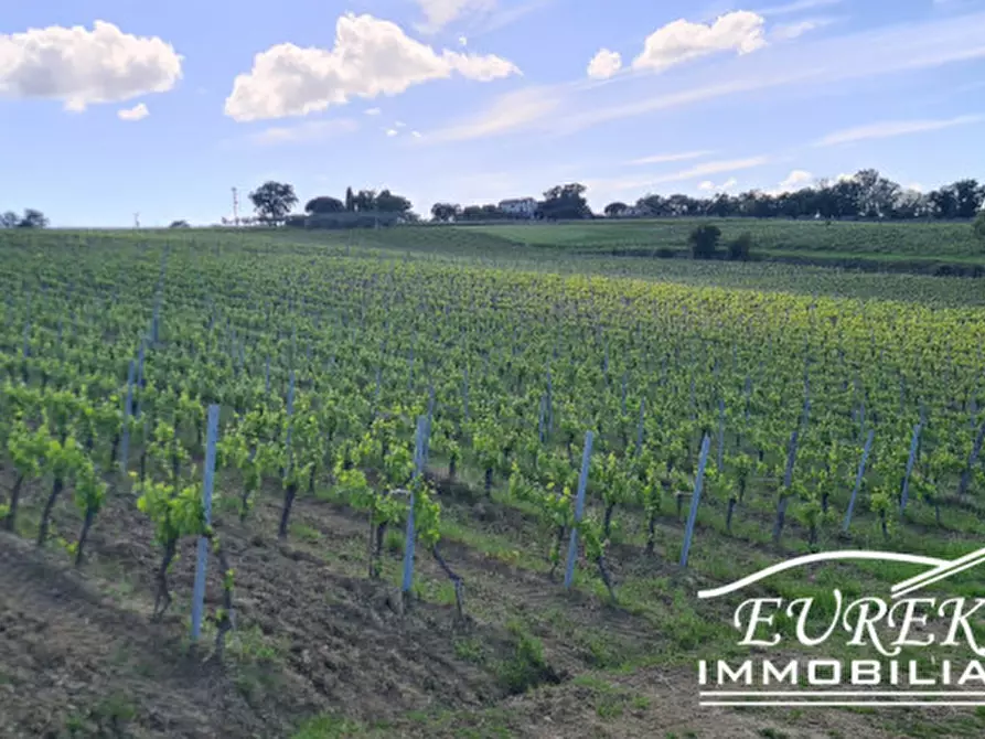 Immagine 14 di Terreno in vendita  in montepulciano a Montepulciano