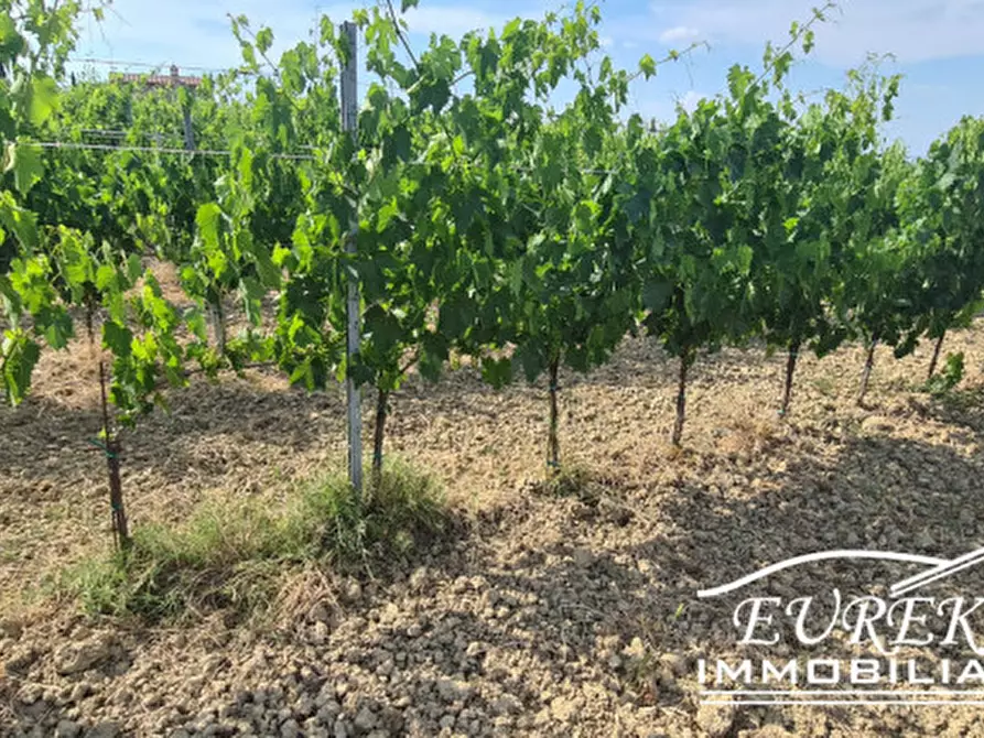 Immagine 16 di Terreno in vendita  in montepulciano a Montepulciano