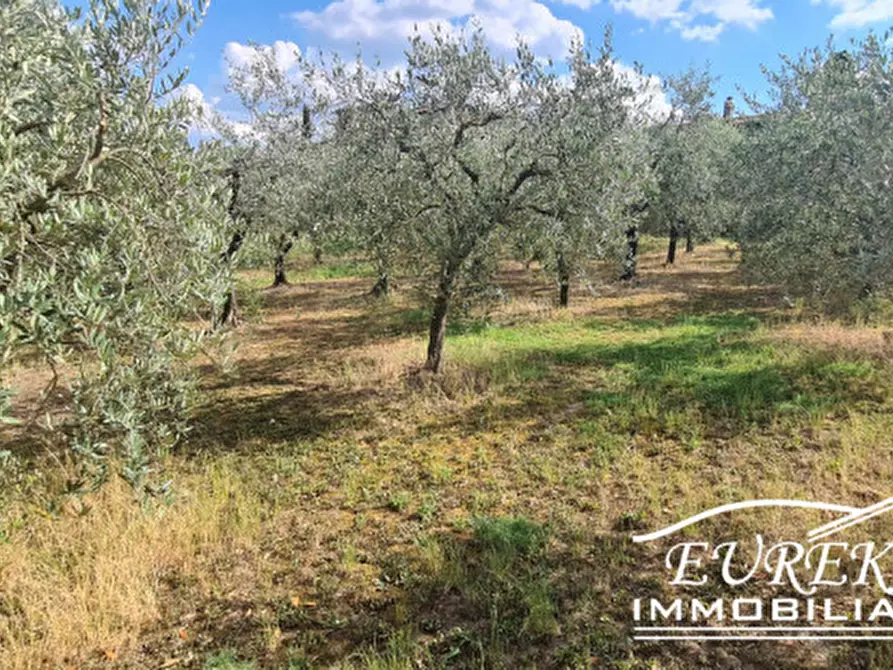 Immagine 18 di Terreno in vendita  in montepulciano a Montepulciano