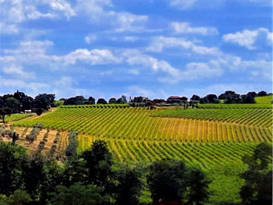 Immagine 24 di Terreno in vendita  in montepulciano a Montepulciano