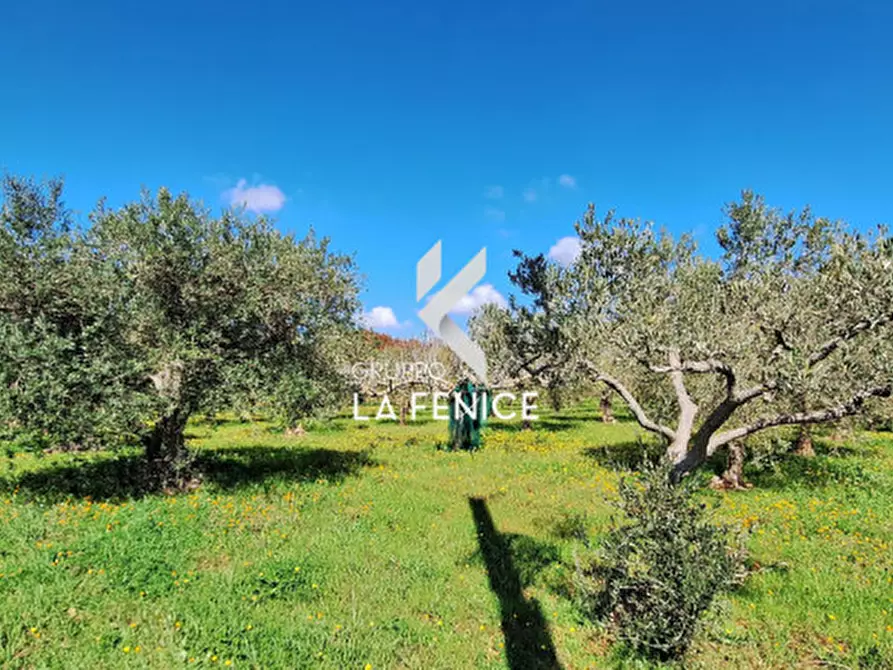 Immagine 18 di Terreno in vendita  in contrada Monte Tre Carlini a Martina Franca