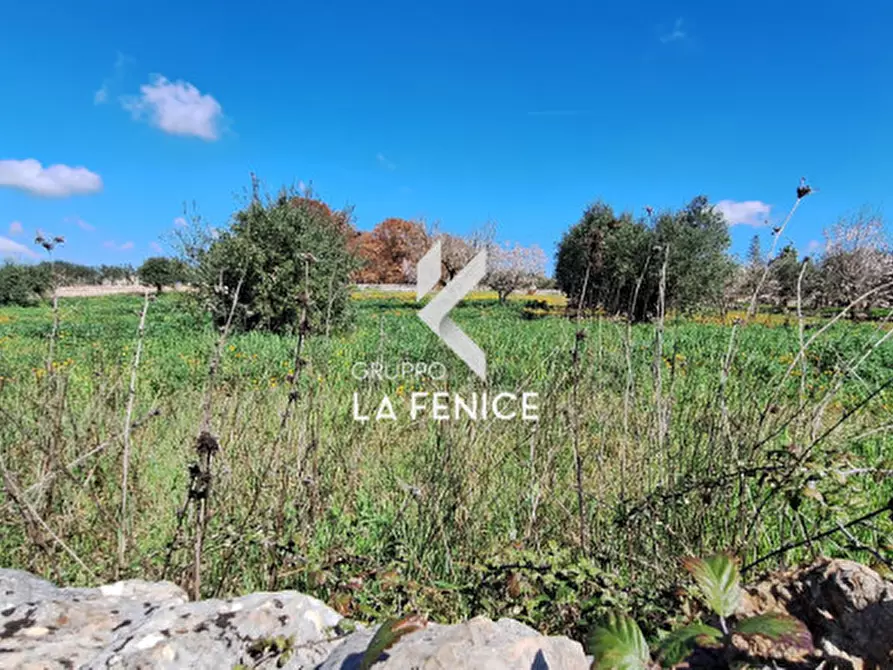Immagine 21 di Terreno in vendita  in contrada Monte Tre Carlini a Martina Franca