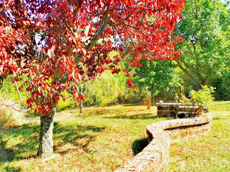 Immagine 22 di Rustico / casale in vendita  a Chianni