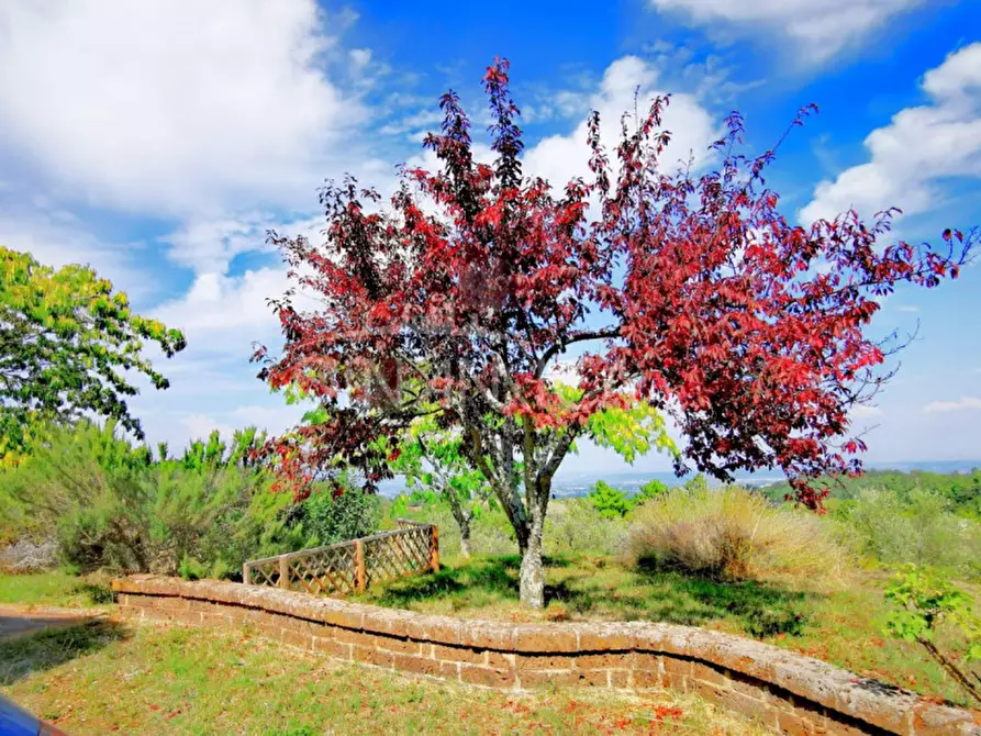 Immagine 25 di Rustico / casale in vendita  a Chianni