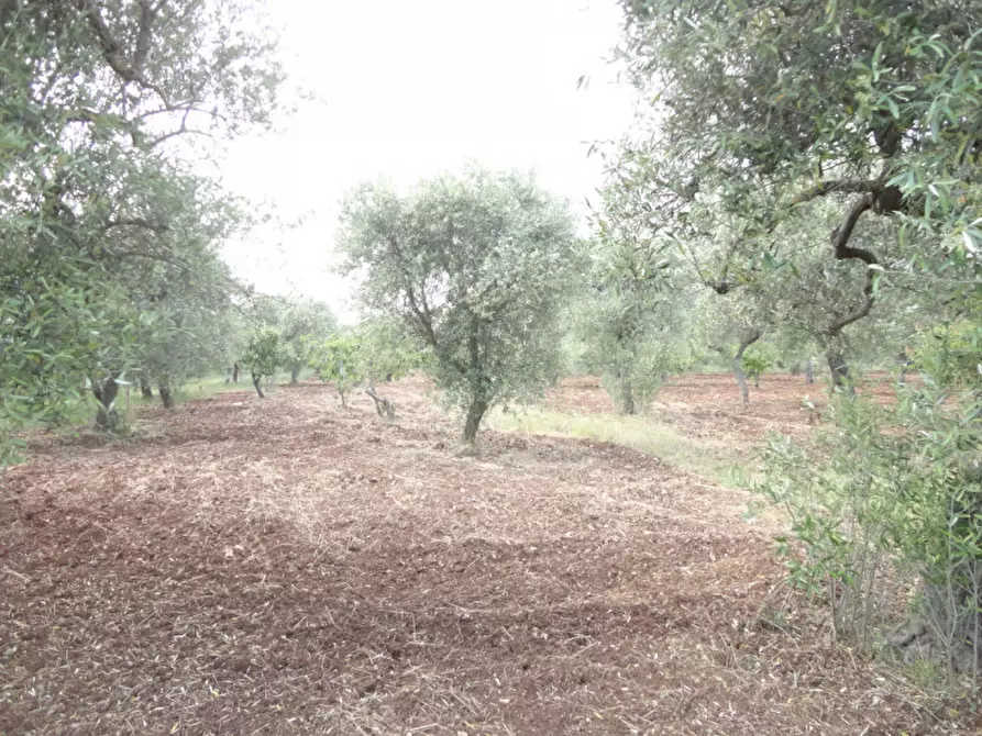 Immagine 2 di Terreno in vendita  in Contrada Paganiello a Modugno