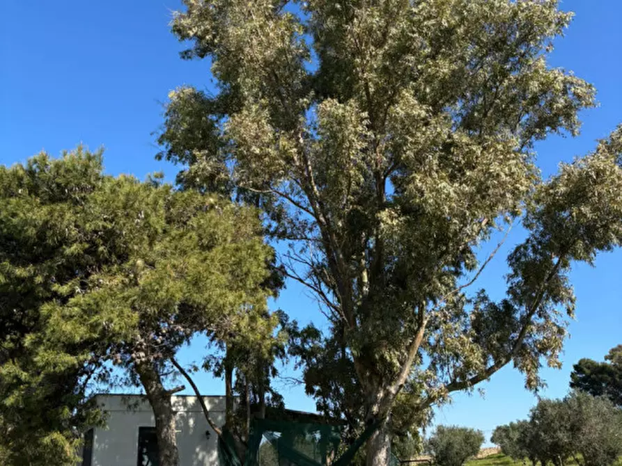 Immagine 12 di Casa indipendente in vendita  in Contrada Torre Inserraglio a Nardo'