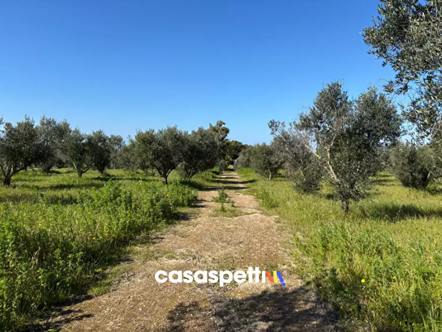 Immagine 15 di Casa indipendente in vendita  in Contrada Torre Inserraglio a Nardo'