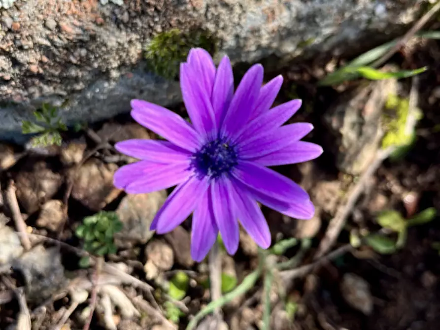 Immagine 1 di Terreno in vendita  in via stazzo caddaghiu a Olbia