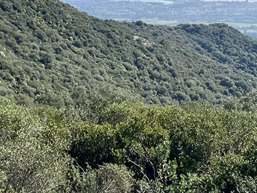 Immagine 11 di Terreno in vendita  in via stazzo caddaghiu a Olbia