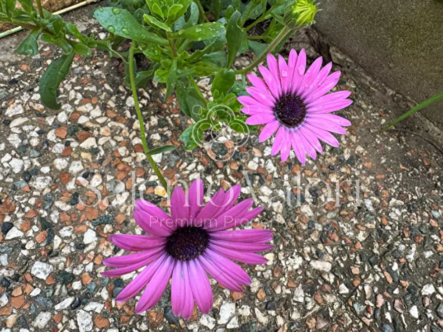 Immagine 19 di Casa indipendente in vendita  in Via Principe di Piemonte 76 a Collepasso