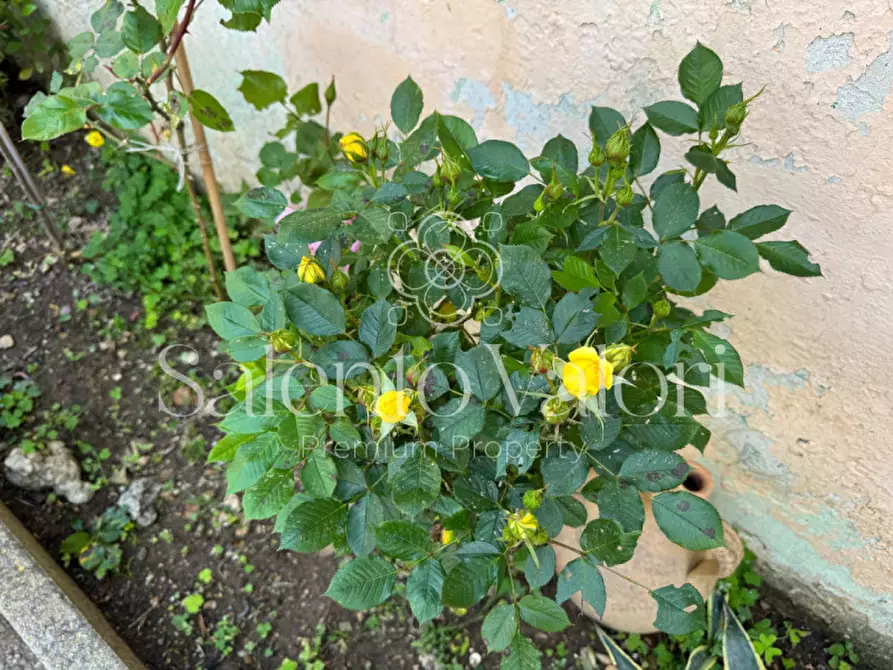 Immagine 45 di Casa indipendente in vendita  in Via Principe di Piemonte 76 a Collepasso
