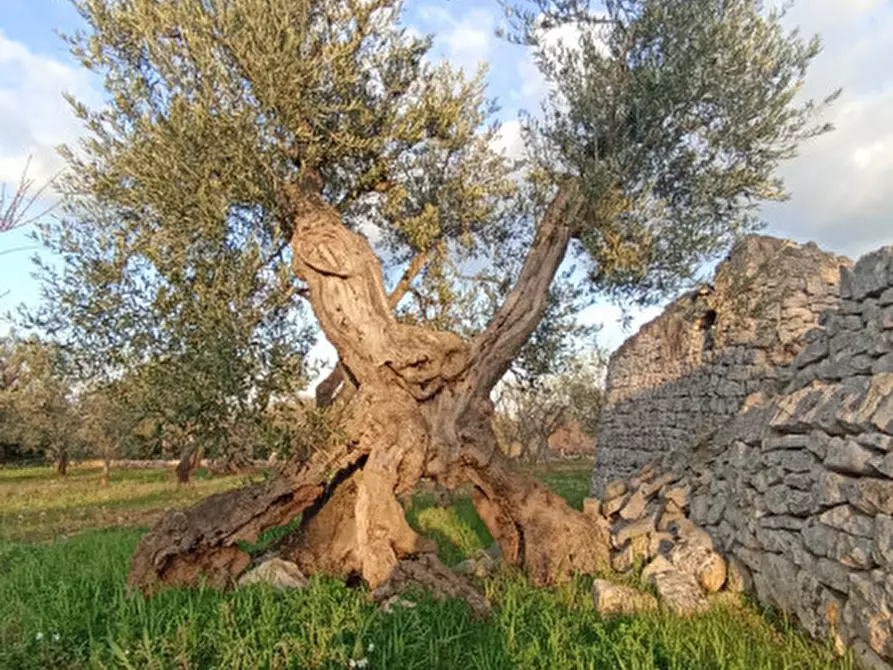 Immagine 8 di Rustico / casale in vendita  a Castellana Grotte