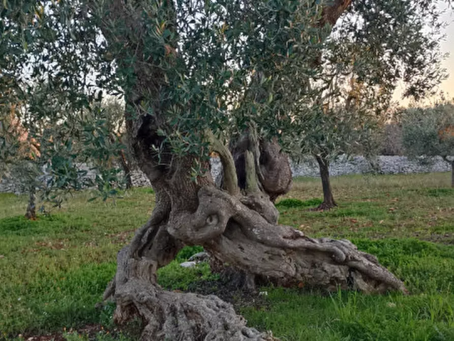 Immagine 28 di Rustico / casale in vendita  a Castellana Grotte