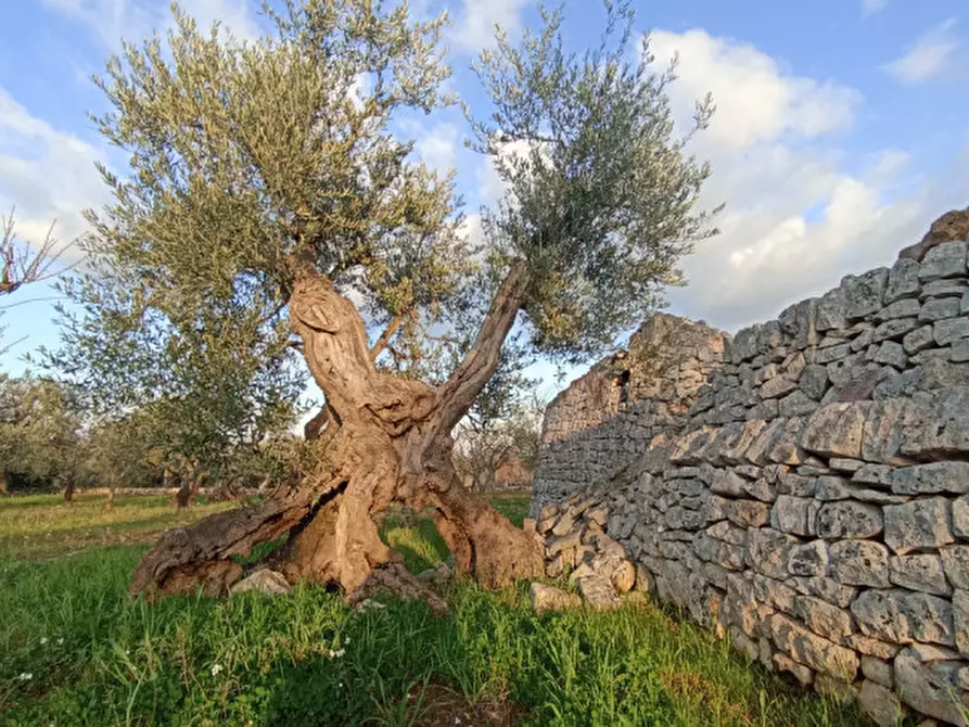 Immagine 32 di Rustico / casale in vendita  a Castellana Grotte