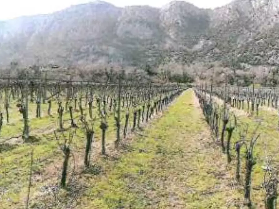 Immagine 3 di Terreno in vendita  in VIA MOLINO a Dolcè