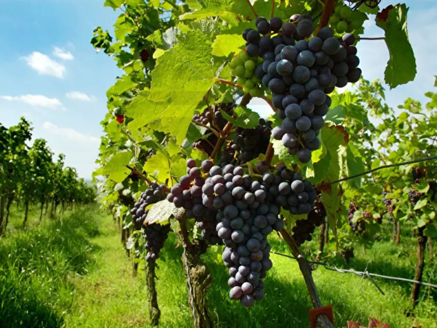 Immagine 5 di Terreno in vendita  in Via Castel Firmiano - Sigmundskroner Straße a Appiano Sulla Strada Del Vino .Eppan An Der.