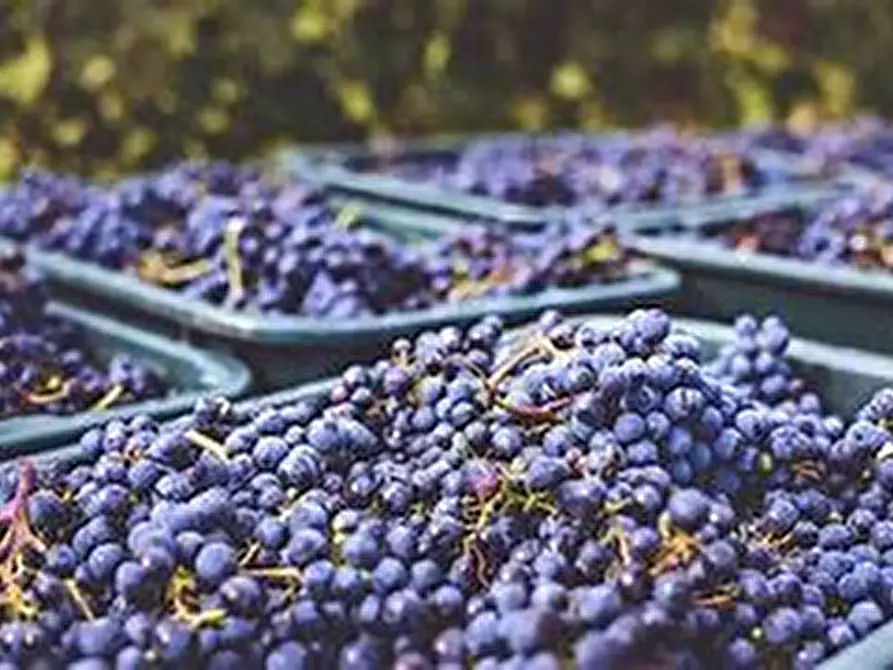 Immagine 7 di Terreno in vendita  in Via Castel Firmiano - Sigmundskroner Straße a Appiano Sulla Strada Del Vino .Eppan An Der.