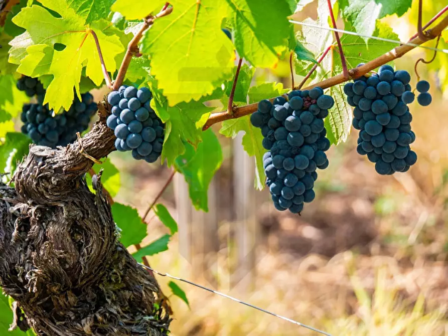 Immagine 12 di Terreno in vendita  in Via Castel Firmiano - Sigmundskroner Straße a Appiano Sulla Strada Del Vino .Eppan An Der.