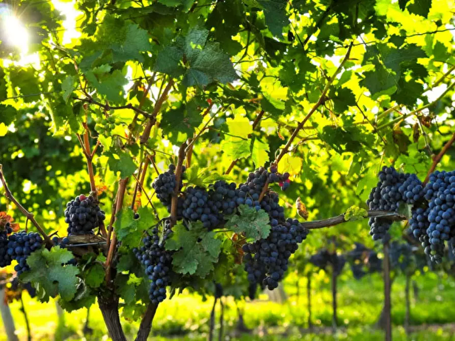 Immagine 14 di Terreno in vendita  in Via Castel Firmiano - Sigmundskroner Straße a Appiano Sulla Strada Del Vino .Eppan An Der.