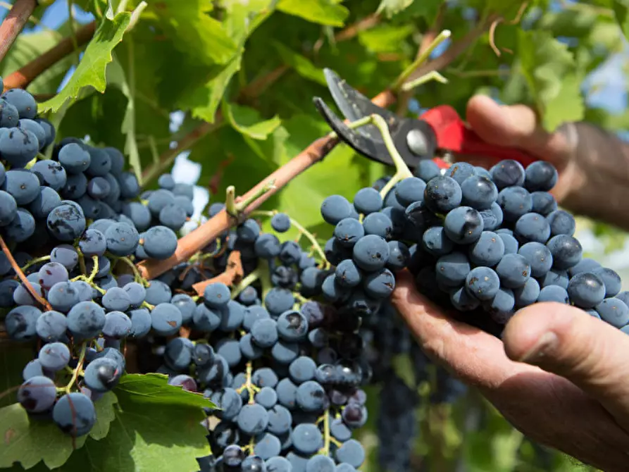 Immagine 17 di Terreno in vendita  in Via Castel Firmiano - Sigmundskroner Straße a Appiano Sulla Strada Del Vino .Eppan An Der.