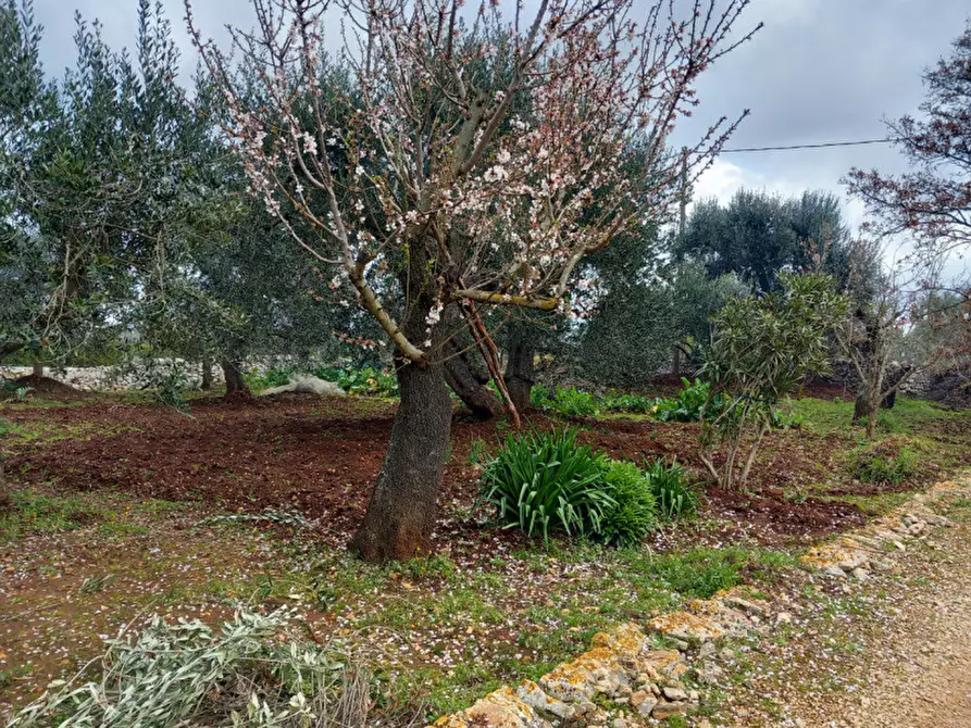 Immagine 26 di Rustico / casale in vendita  in C.da Zingariello a Ostuni