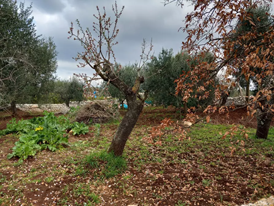 Immagine 27 di Rustico / casale in vendita  in C.da Zingariello a Ostuni