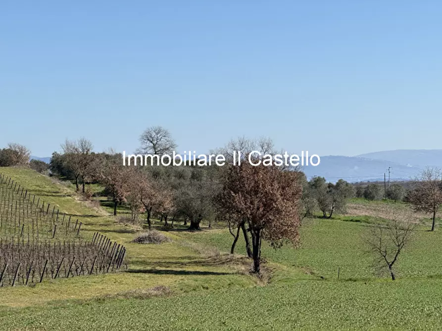 Immagine 1 di Terreno in vendita  in Strada provinciale di Petrignano del Lago a Castiglione Del Lago
