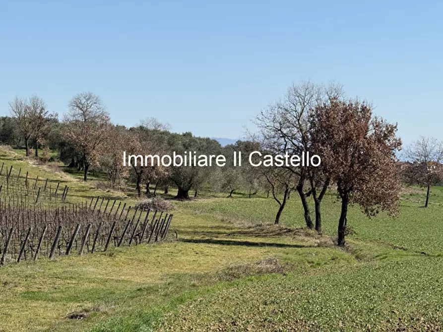 Immagine 2 di Terreno in vendita  in Strada provinciale di Petrignano del Lago a Castiglione Del Lago