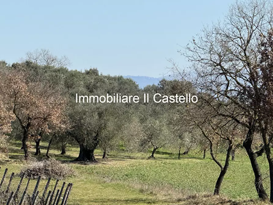 Immagine 3 di Terreno in vendita  in Strada provinciale di Petrignano del Lago a Castiglione Del Lago