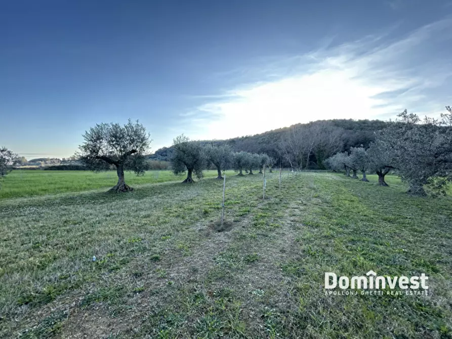 Immagine 8 di Rustico / casale in vendita  in Strada Provinciale 75 Pescia Fiorentina Chiarone a Capalbio