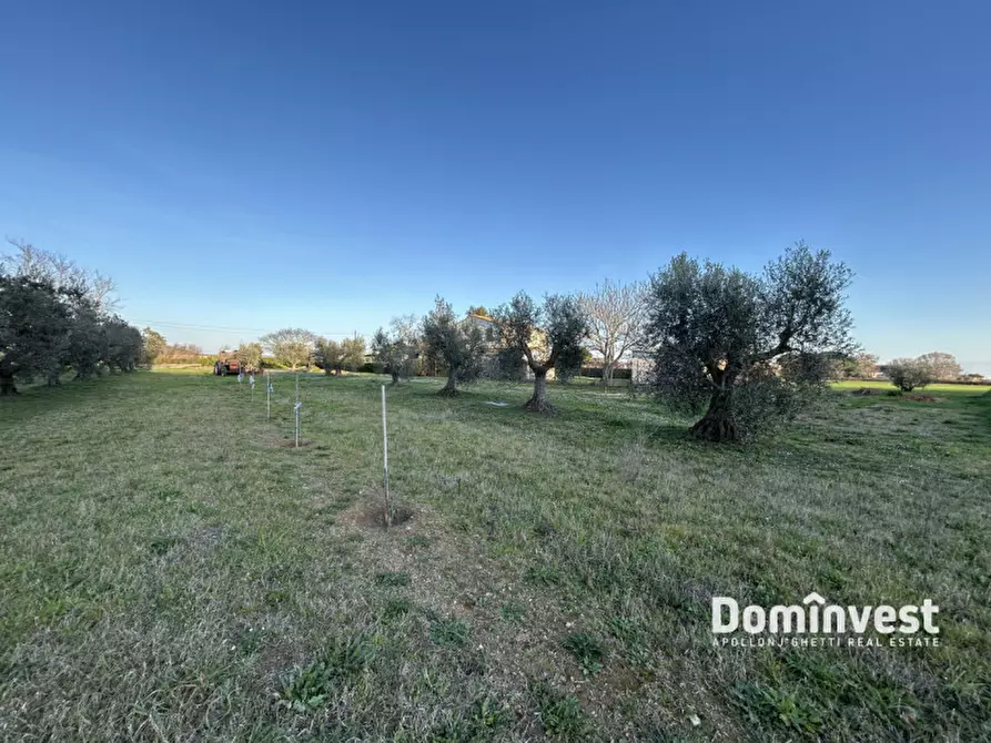 Immagine 9 di Rustico / casale in vendita  in Strada Provinciale 75 Pescia Fiorentina Chiarone a Capalbio