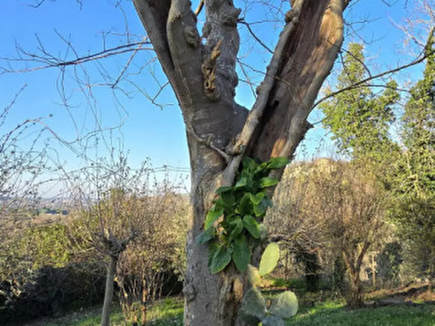 Immagine 29 di Casa indipendente in vendita  in Strada castel nuovo a Meldola