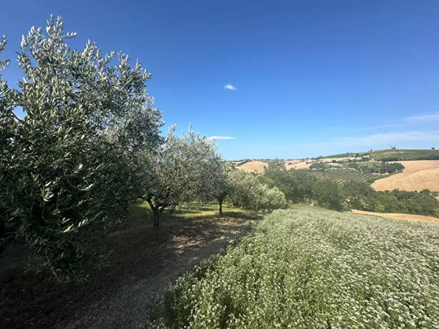 Immagine 24 di Terreno in vendita  in Viale E. Paci a Trecastelli